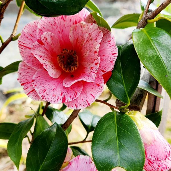 和歌の浦椿〟｜ 玉津島神社・鹽竃神社｜公式サイト